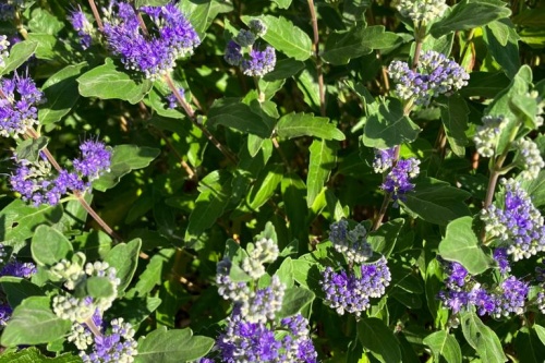 Bartblume Heavenly Blue / Caryopteris clandonensis