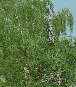 Betula Pendula – Weiss – Sandbirke