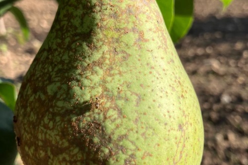 Gräfin von Paris – Winterbirne