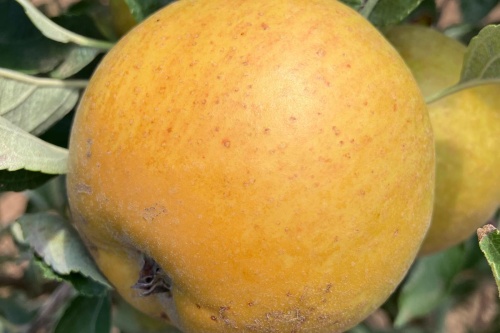 Malus Braeburn – Herbstapfel