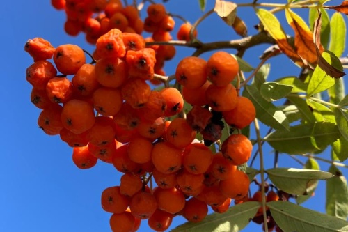Essbare Eberesche / Sorbus edulis
