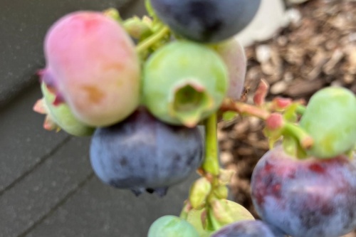 Gartenheidelbeeren
