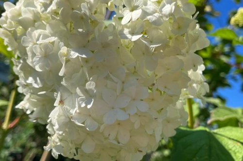Gartenschneeball – weiß / Viburnum opulus Roseum