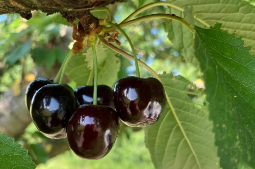 Große Schwarze – Knorpelkirsche