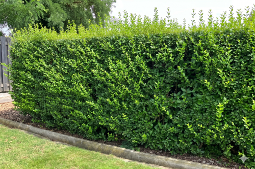 Liguster / Ligustrum ovalifolium