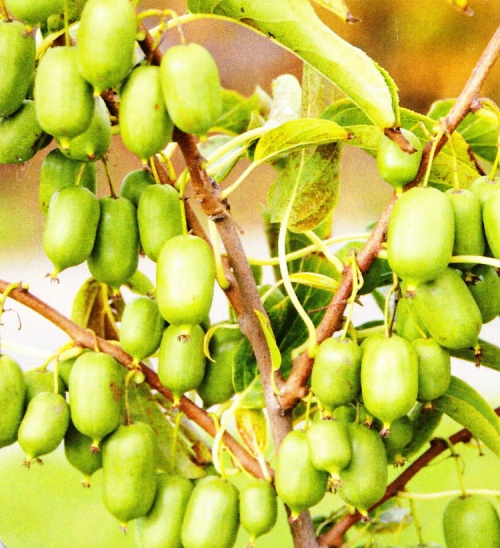 Kiwi