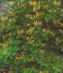 Lonicera Caprifolia – gelb