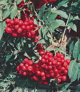 Sorbus Edulis – Essbare Eberesche