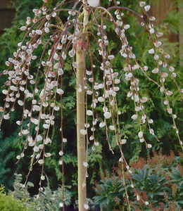 Salix Caprea Pendula – Hängepalmkätzchen