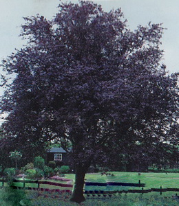Prunus Cer. Nigra – Blutpflaume