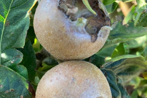 Riesenmispel