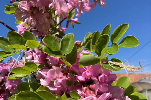 Rosenakazie / Robina hispida
