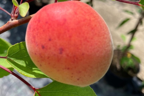 Frühe Rosenmarille