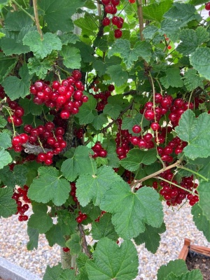 Rote ribisel jonkher van tets