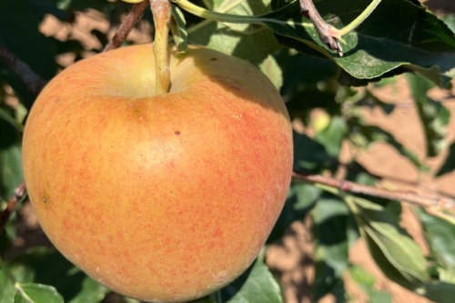Royal Gala – Herbstapfel