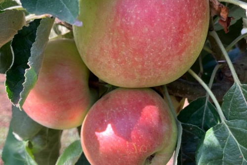 Säulenapfel „Fabian“