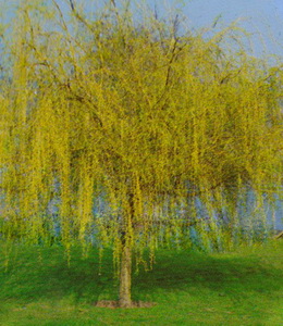 Salix Alba Tristis – Trauerweide