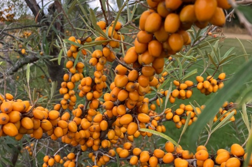 Fruchtsanddorn (männlich/weiblich) / Hyppophaea rhamnoides