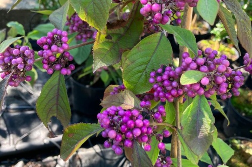 Schönfrucht / Callicarpa Bodinieri Profusion