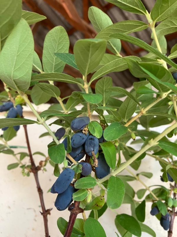 Maibeere / Lonicera kamtschatica Baumschule Hemmelmeyer