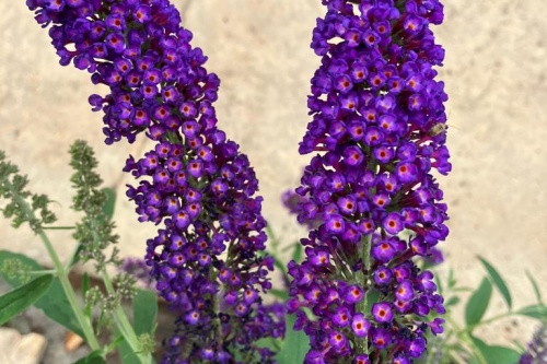 Sommerflieder / Buddleja davidii "Black Knight"
