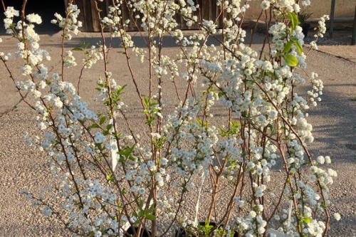 Spierstrauch Spiraea prunifolia Hemmelmeyer