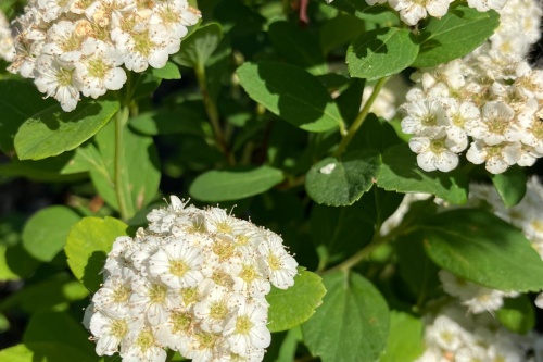 Spierstrauch - Spiraea betulifolia var. aemiliana