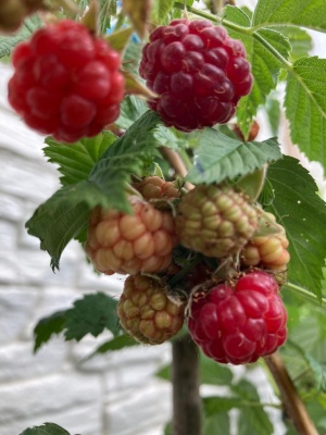 Himbeeren