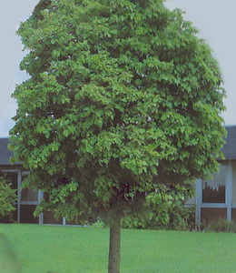 Tilia Cordata – Winterlinde