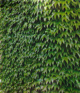 Parthenocissus Veitchii – Mauerkatze