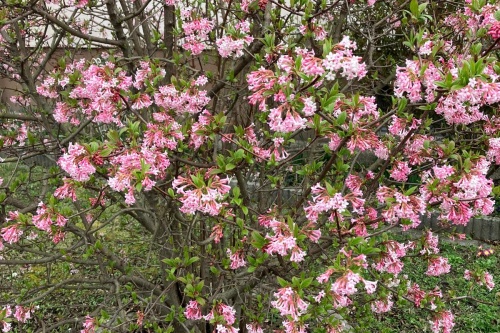 Winterduftschneeball – rosa / Viburnum bodnadense "Dawn"