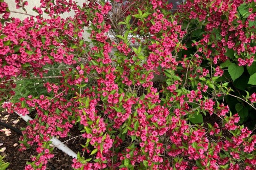 Weigelien - rosa, rot, weiß – / Weigelia florida