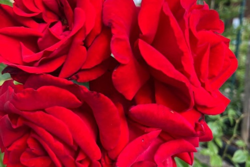 Rot