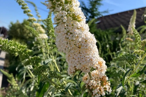 Sommerflieder White Bouquet