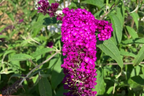 Sommerflieder Royal Red