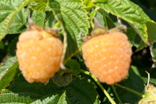 Gelbe Himbeere
