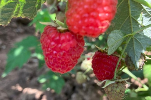 Schönemann Himbeere