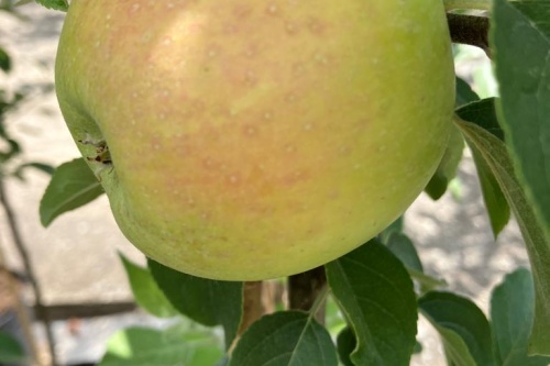 Apfel stark earliest