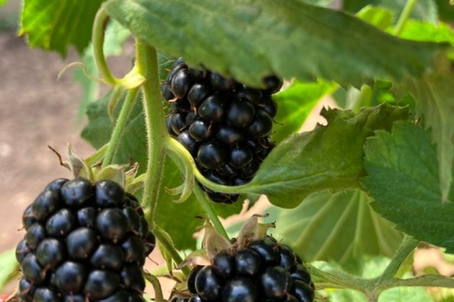 Jumbo Brombeere