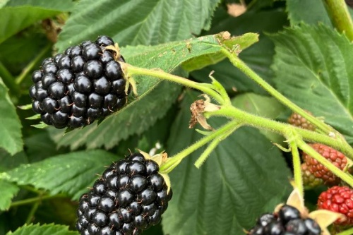 Black Satin Brombeere