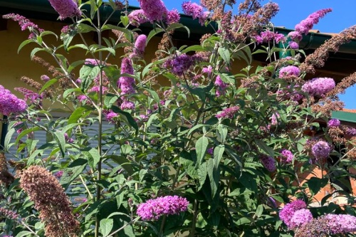Sommerflieder Pink delight
