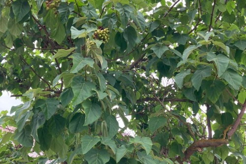 Blauglockenbaum