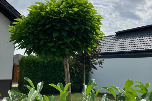 Kugeltrompetenbaum