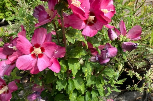 Hibiskus Woodbridge