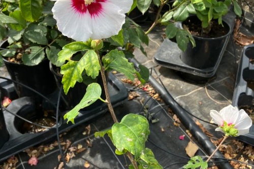 Hibiskus Red Heart
