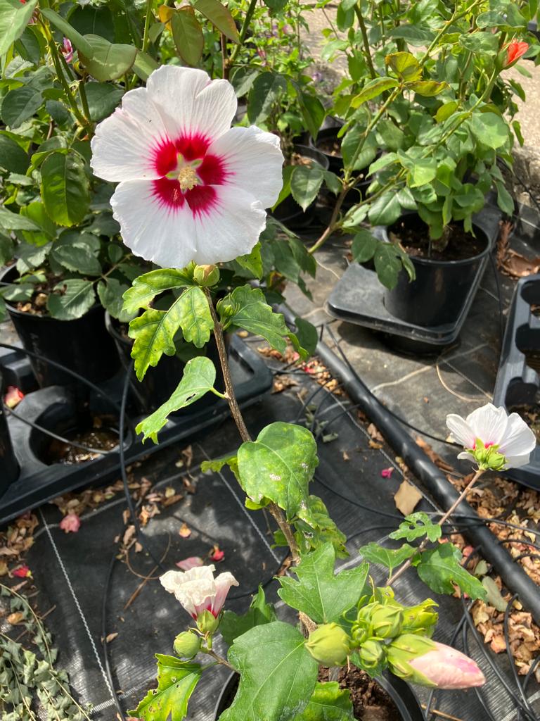 Hibiskus Red Heart Hemmelmeyer - Baumschule