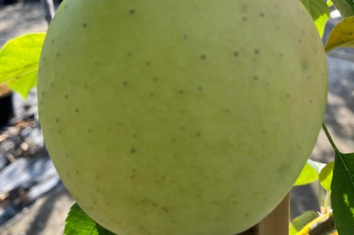 Golden Delicious Winterapfel