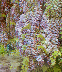 Wisteria Sinensis – Glycine – blau