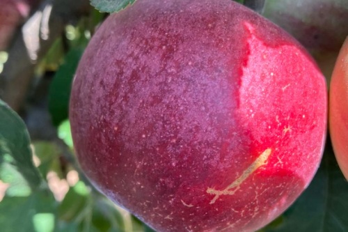 Zigeunerapfel