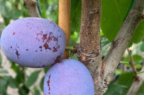 Wangenheims Frühzwetschke